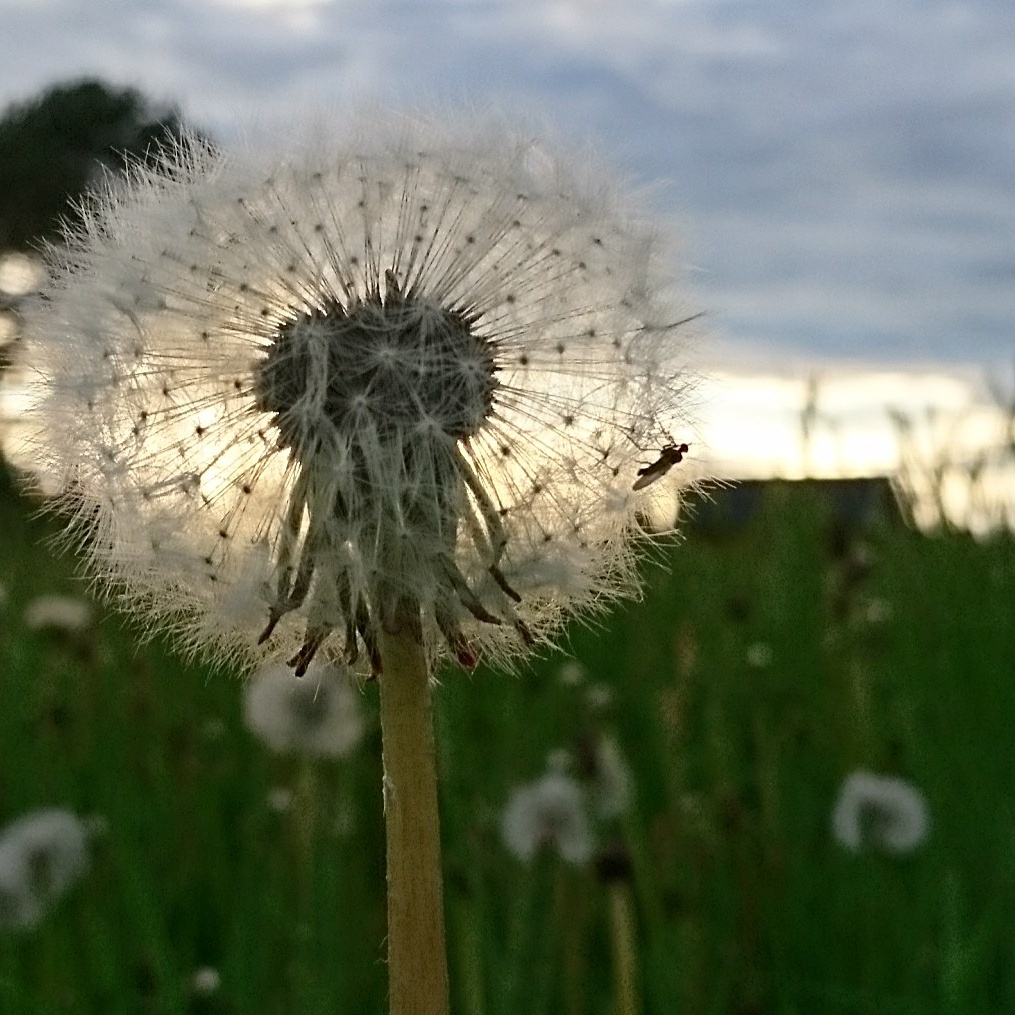 Att kombinera konst och hållbarhet
